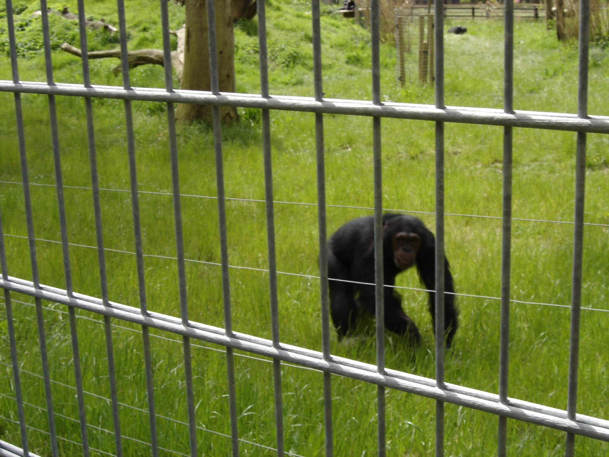 Arkansas Zoo To Improve Mesh Fencing Blog Zaun Ltd